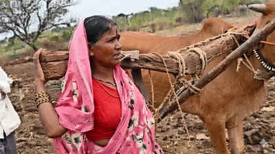 Hausabai Gaikwad carries a plough on her shoulder; image enhanced with AI Bull killed by lightning, woman takes its place to plough field in Maharashtra village