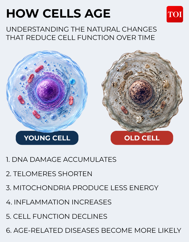 HOW CELLS AGE