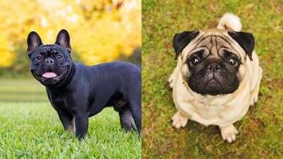 UK heatwave raises concern for dogs: Breeds most susceptible to heatstroke revealed