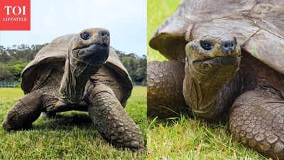 Jonathan, the world's oldest tortoise. Photo credit: St Helena Tourism Why travellers are flocking to see Jonathan, the 194-year-old tortoise - what's special about him apart from his age