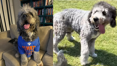 LAPD fatally shoots two-year-old Jameson in Knicks jersey (Images/X) 'Ain't getting bit by that, bro': Huge uproar after Los Angeles police kill pet dog minutes after family celebrates NBA Knicks win - video