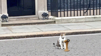 Larry the Cat looks forward to PM No 7 during its 15 years tenure (Image credit: @Number10cat on X) As Keir Starmer announces exit, 'chief mouser' Larry the Cat stays on awaiting PM no 7