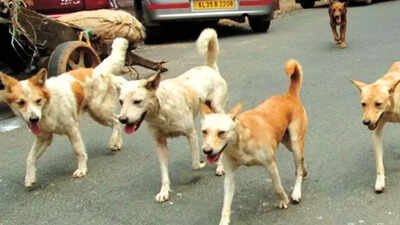 The 10-year-old remains under treatment at a private hospital in Faridabad (Representational image) Pack of stray dogs attack 10-year-old boy cycling in Faridabad society; hospitalised