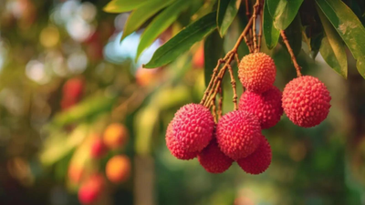 File photo Boost for litchi exports! Assam’s GI-tagged Tezpur litchi reaches Dubai, Singapore in first shipment