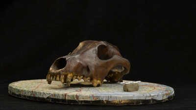 Dog DNA reveals they travelled with ancient humans across Eurasia for thousands of years