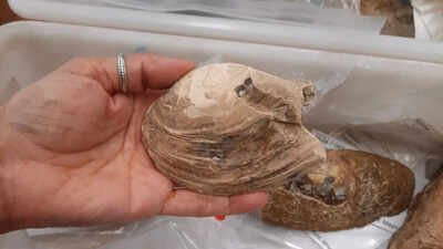 125-million-year-old 'pregnant' fossil displays alien like reproduction method which has intrigued scientists
