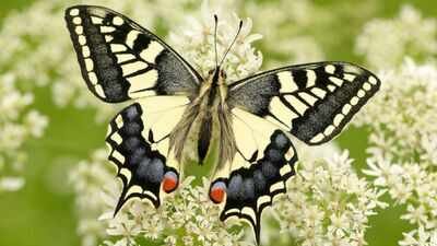 This endangered British butterfly has 20% less genetic diversity, study finds It has bright yellow wings and looks familiar, but this rare British butterfly is unlike any other, DNA reveals