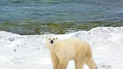 An AI radar system called Bear-dar successfully detected a polar bear family (Representational photo- Getty images) An AI radar system called Bear-dar has successfully detected a polar bear mother and two cubs in Canada’s High Arctic, giving weather station staff time to avoid a dangerous surprise encounter
