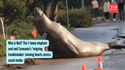 A 1000 kg elephant seal named Neil has become an unlikely internet sensation on Australia's southern coast. Known for his 'troublemaker' antics like blocking roads and damaging property, Neil's behavior is actually normal for his age as he practices for mating rituals. While his online fame is soaring, officials urge the public to maintain distance, highlighting the real danger lies in humans approaching the massive animal. Who is Neil? The 1-tonne elephant seal and Tasmania's 'reigning troublemaker' winning hearts across social media