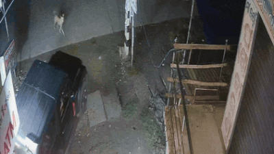 The incident took place around 2 am on Saturday Watch: Gang uses Thar to uproot ATM, escapes with cash in Odisha
