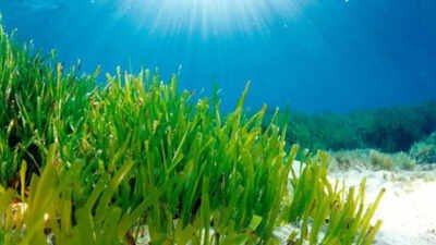Scientists have uncovered how Posidonia oceanica adapted to the dim light of the seabed. Mediterranean seagrass survives in dim seabed light by expanding its photosynthetic antenna and trapping energy faster, a discovery that may help improve future crops