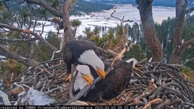 Thousands of people around the world are watching bald eagles Jackie and Shadow raise their two eaglets. Big Bear’s famous bald eagle chicks have captivated livestream viewers, but conservationists are racing to raise $10M by July 31 to protect their habitat from development