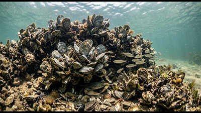 Oyster reefs also protect coastlines by helping reduce the force of waves during storms. Florida returned half a million oyster shells to the Gulf of Mexico. The discarded shells became new reef habitat for marine life