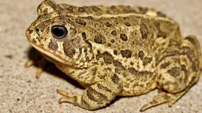 A rare Woodhouse’s toad has returned to Las Vegas’ Springs Preserve for the first time in nearly 65 years, where cameras caught a lone male calling for a mate
