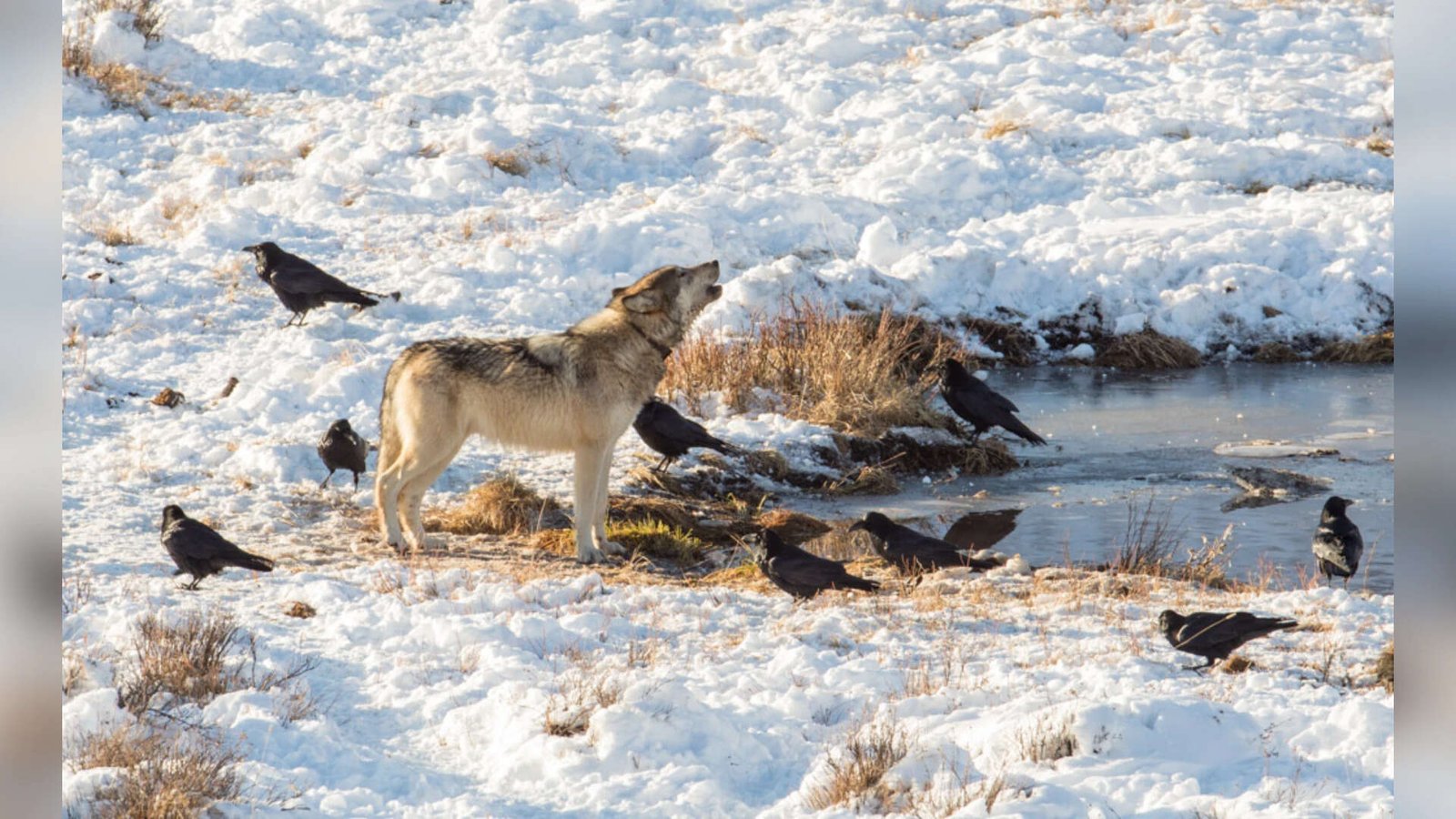 Wolves and Ravens