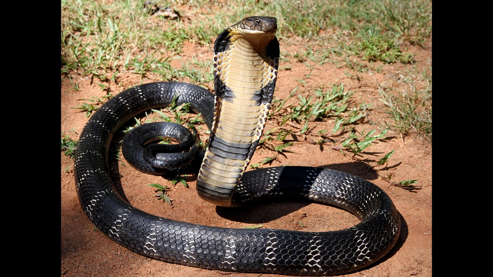 King Cobra