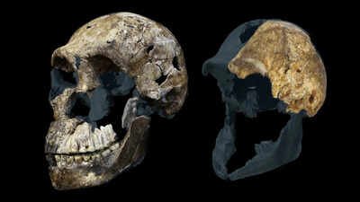 The largest (left) and the smallest (right) skulls of Homo naledi found in the Rising Star cave system in South Africa. All specimens of H. naledi have been shown to be female. 300,000-year-old Homo naledi fossils from a South African cave suggest the ancient human relative may have been a female-only species, new study reveals