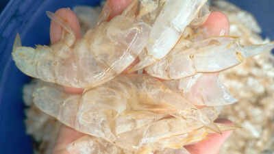 How Shrimp Shells Are Being Turned Into ‘Carbon Negative’ Fuel, Food and Construction Materials Scientists in Singapore have found a way to transform shrimp shell waste into 'carbon-negative' hydrogen fuel, turning biomass waste into valuable climate solutions