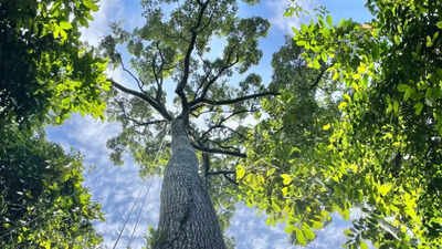 A 187-foot-tall dipterocarp tree Towering trees more than 200 feet tall may not be as vulnerable to drought as scientists thought, new study reveals how Southeast Asia’s dipterocarps efficiently move water