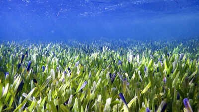 Seagrass meadows could help nourish millions, new study finds Scientists reveal underwater seagrass meadows could end global malnutrition as fish from these ocean habitats provide more essential nutrients than coral reef fish