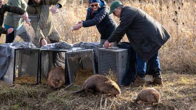 Beavers are finally released at Boothby Wildland. Photograph: Jonathan Perugia/Gaia Visual for Nattergal Britain bought 1,525 acres of nearly lifeless farmland for £13.8 million; four years later, beavers are helping it make money