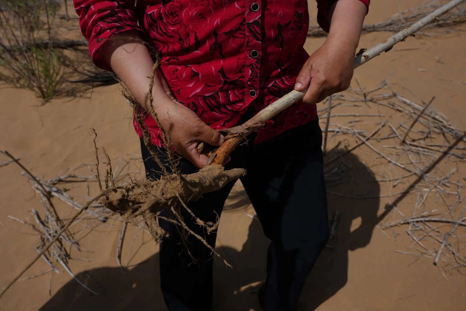 China’s 'Green Great Wall' tames desert growth, but scientists warn the fight is not over