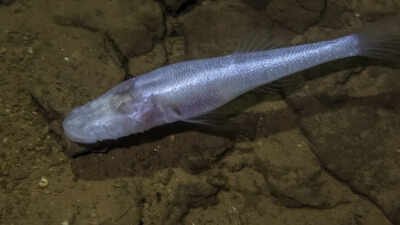 A scientist slipped into a pool beneath a US military base and found a fish later named 'demon cavefish' after the Demogorgon from Stranger Things