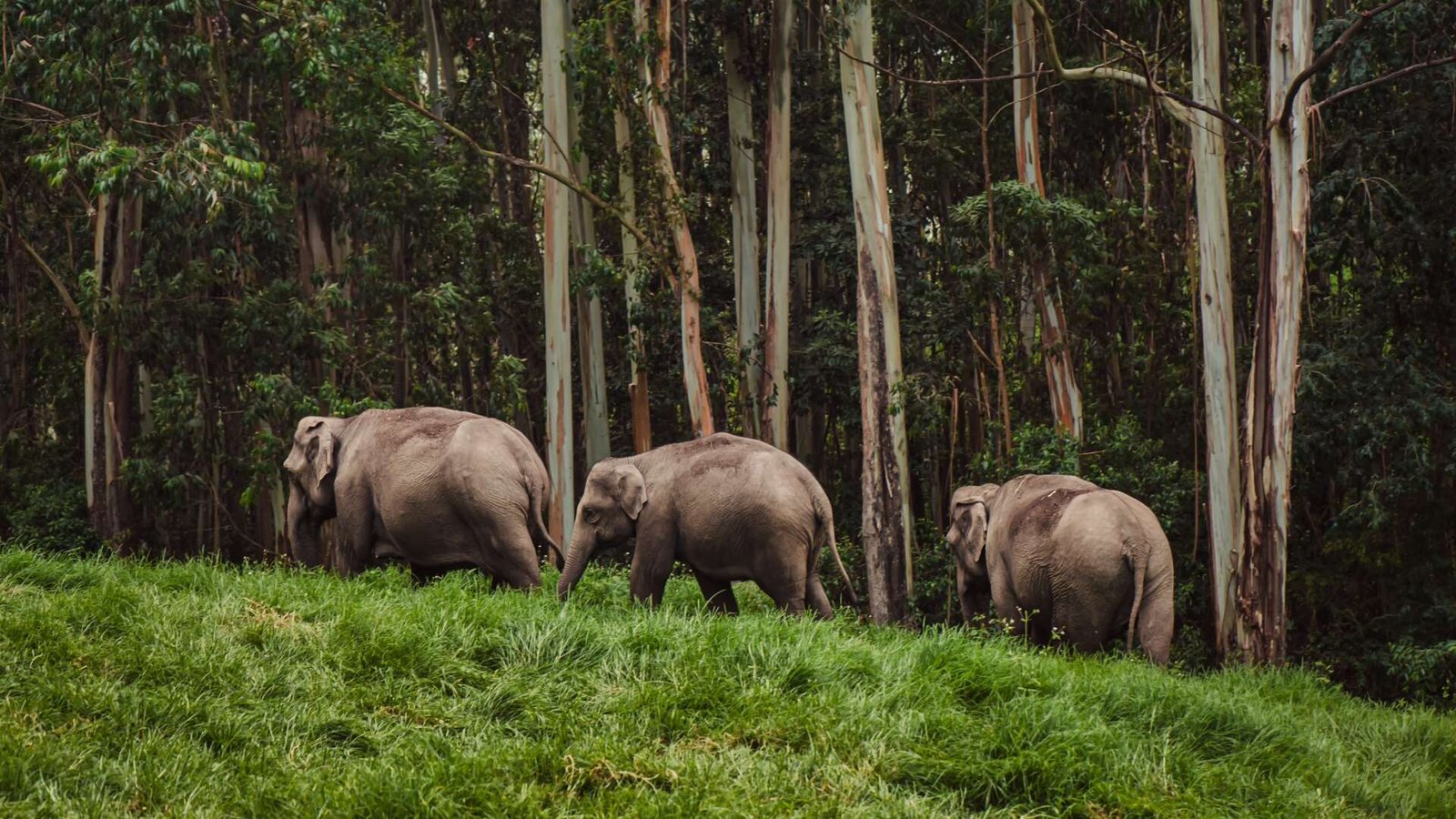 elephant
