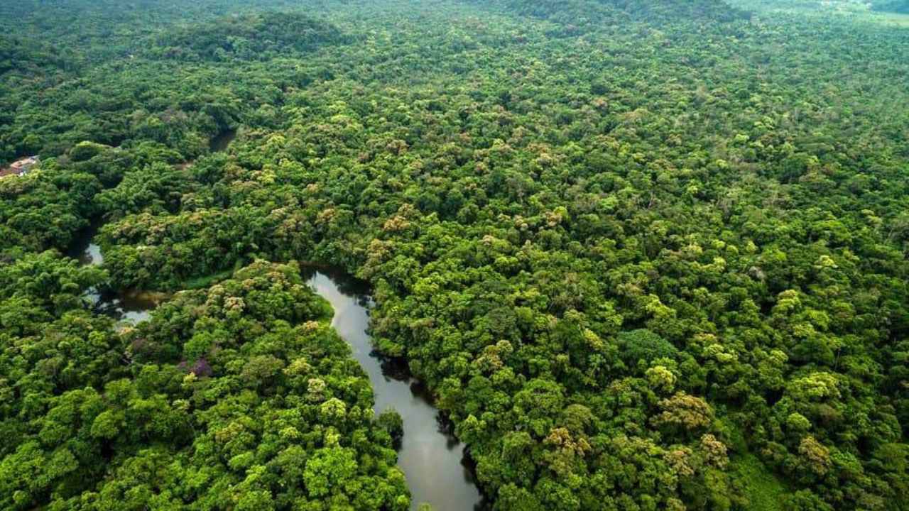Scientists discovered a plastic-eating fungus in the Amazon rainforest that survives without oxygen and could one day help tackle landfill waste worldwide