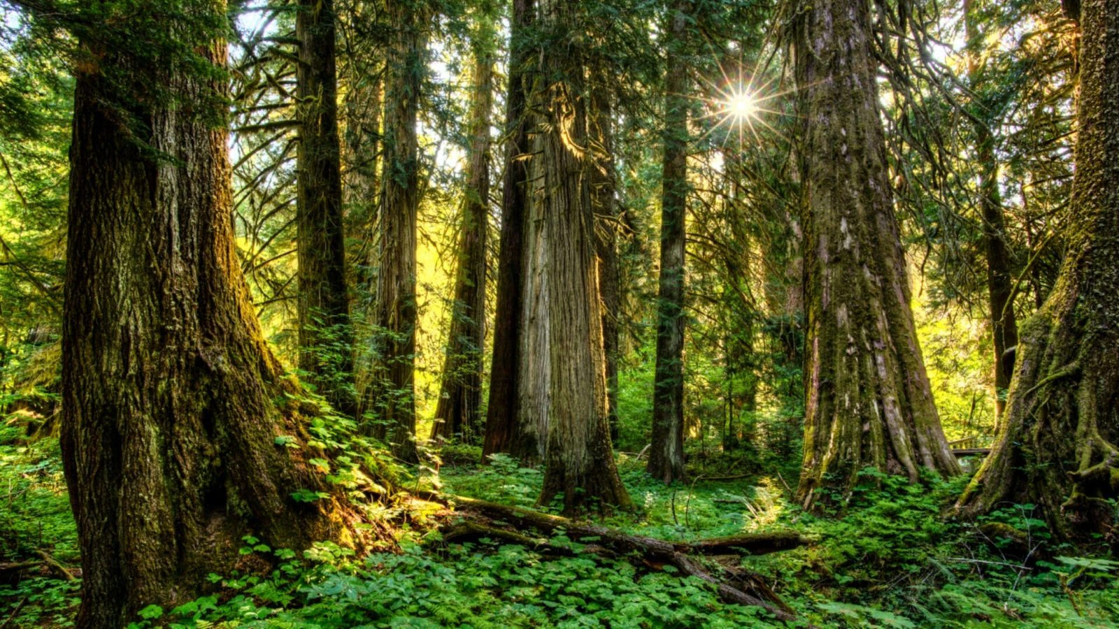 American forestland