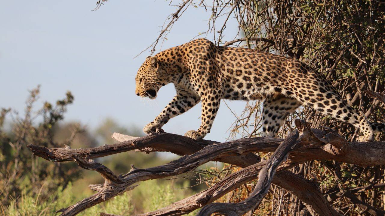 Leopard (Representative image)