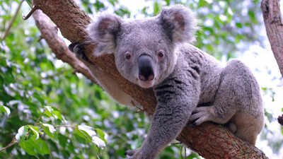 Koalas nearly went extinct before humans arrived, DNA study reveals DNA from 457 koalas suggests the species nearly went extinct 100,000 years ago, before humans reached Australia