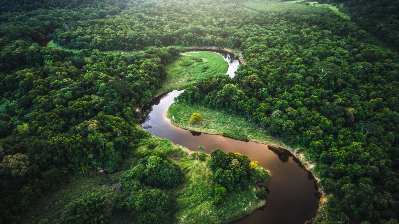 amazon forest