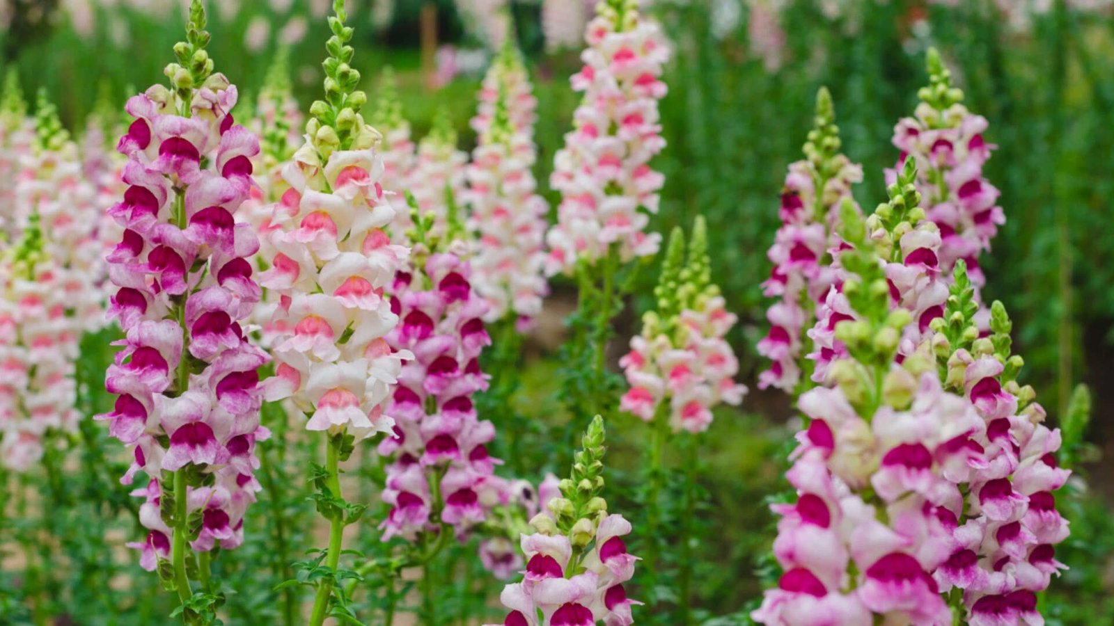 snapdragon