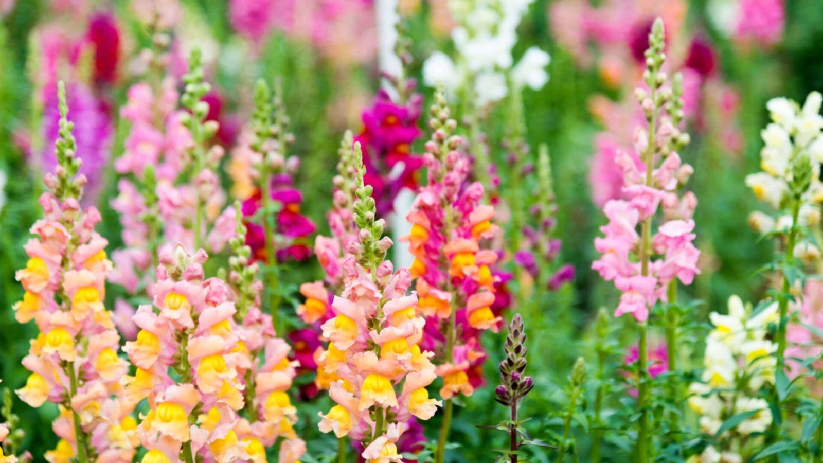 snapdragon