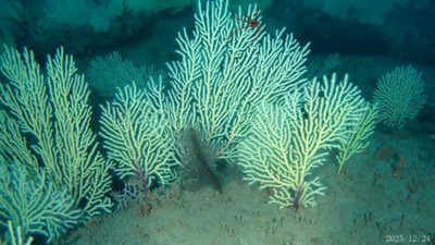 An image of the rediscovered coral reef by Gérard Zinzindohoué (Photo: Gérard Zinzindohoué) Scientists marked this West African coral reef as probably dead in the 1960s; underwater drones found it alive more than 50 metres below the sea