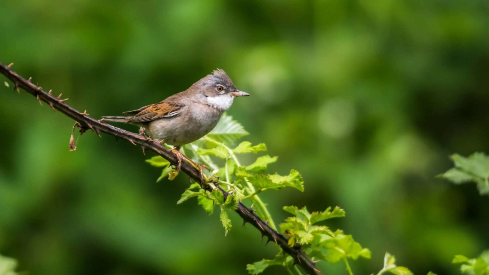 bird