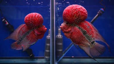Flowerhorn cichlids are aquarium fish prized for their bright-gold colour and prominent head humps. Photograph: Lillian Suwanrumpha/AFP/Getty Images A human-bred aquarium fish prized for its bright colour and head hump has escaped into a Philippines crater lake, where scientists fear it may threaten native biodiversity