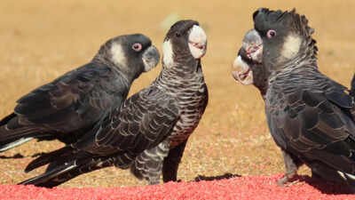 Zoe Kissane says the birds often ate at seed spills around agricultural operations (Supplied: Murdoch Univeristy) Scientists tracked endangered Australian cockatoos for three breeding seasons and found pesticides in 80% of seed samples, some hundreds of times above regulatory limits