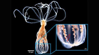 The sea anemone Nematostella vectensis. In the enlarged section, the nematosomes—which are key to the immune system of these invertebrates—are highlighted. (Credit: HHU/Nida Kaya) Scientists found that a sea anemone can distinguish helpful bacteria from harmful bacteria without antibodies or immune memory cells