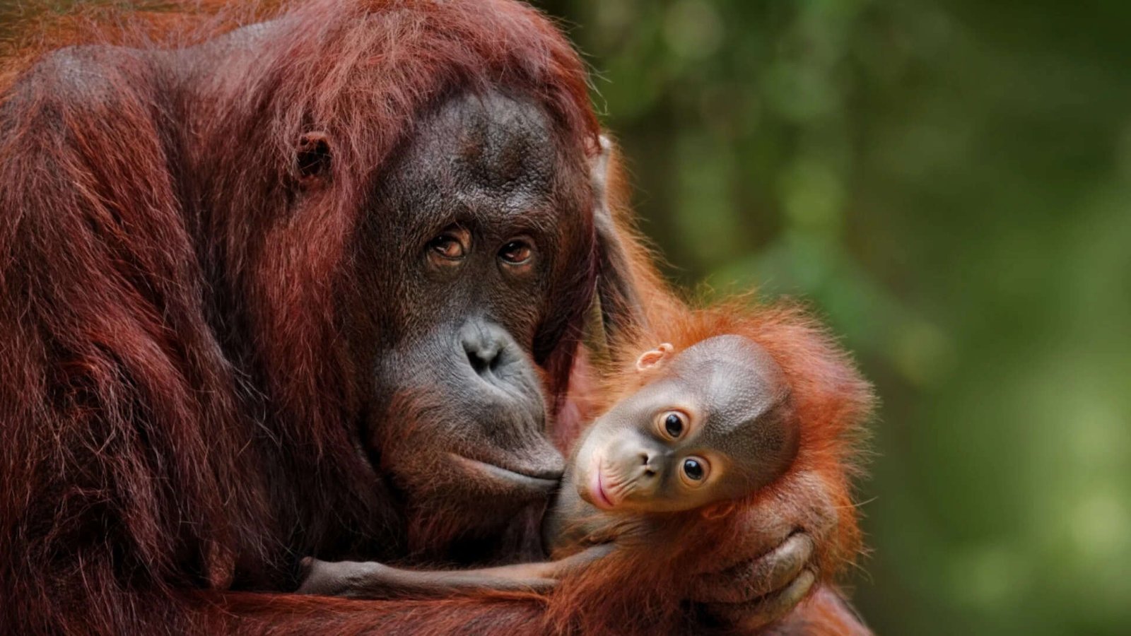 Orangutan mother with child