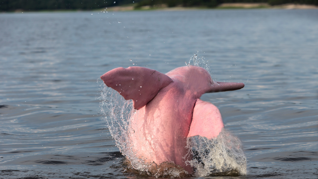 Amazon River Dolphin