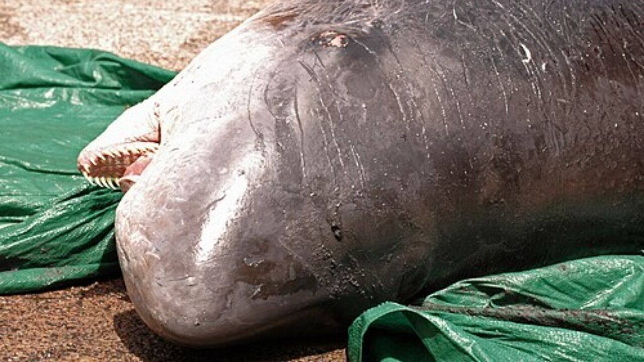 ​Pygmy sperm whale​