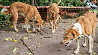 'Bite incidents every day': Delhi HC takes up stray dog issue, launches suo motu PIL