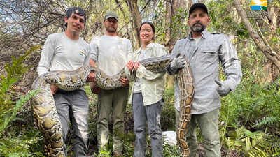 Conservancy biologists with a 16ft, 135lb female Burmese python found while radio-tracking a male scout snake in southwest Florida in February 2025. Florida scientists used female Burmese pythons as live lures to find invasive males in the Everglades, but 3 million camera-trap photos produced only four python detections
