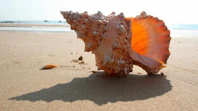Empty seashells became new habitats 470 million years ago Empty seashells became the ocean’s first ready-made homes 470 million years ago, helping create an entirely new ecosystem