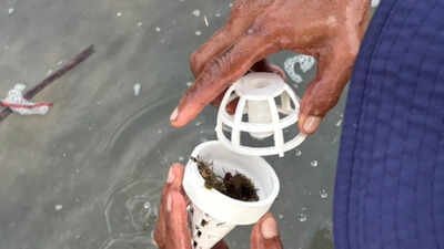Biodegradable seagrass pod design. Credit: Walailak University Thailand is placing young seagrass inside 3D-printed shelters because waves and hungry animals destroy it before it can grow