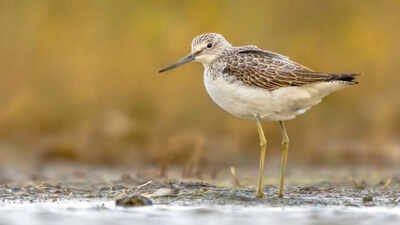 A Common Greenshank stood on the edge of a pool of water. In the 1980s, Scotland planted commercial trees across parts of a 9,000-year-old peatland; decades later, conservationists are removing them to protect wildlife and keep its stored carbon in the ground