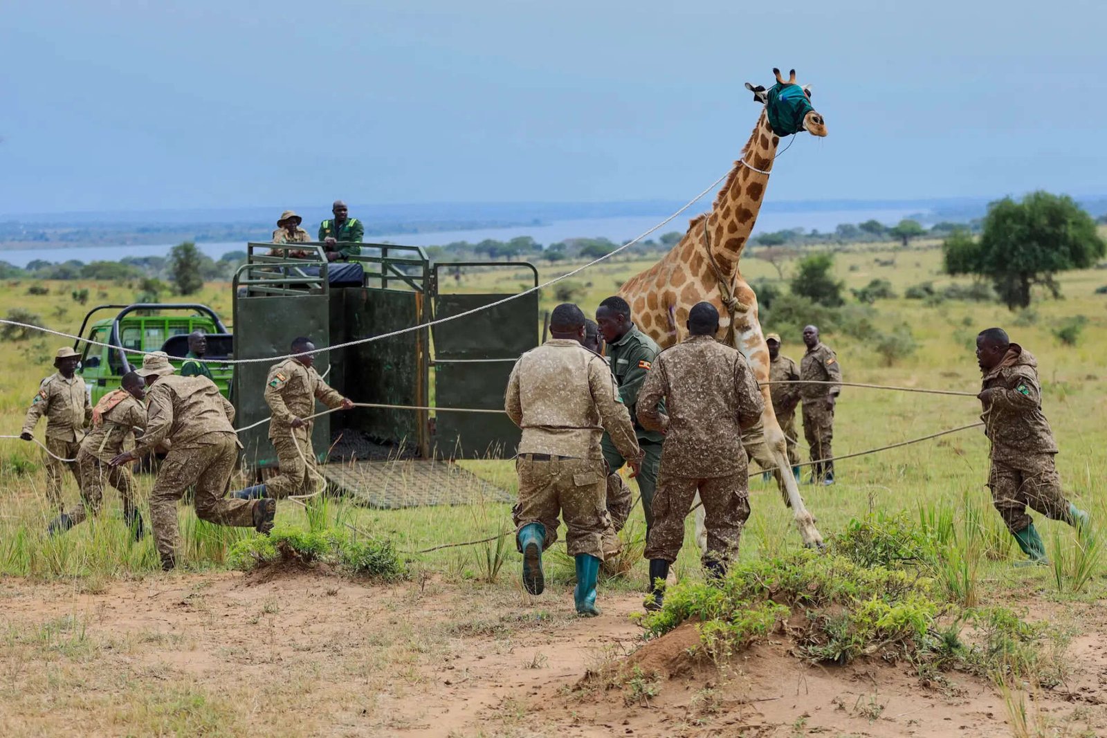 Uganda Giraffe Translocation