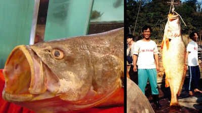 Trace DNA reveals critically endangered Chinese bahaba in Hong Kong after decade without records The Chinese bahaba, a critically endangered fish nicknamed the 'Panda of the Sea,' was missing from Hong Kong for over a decade, until its DNA gave it away